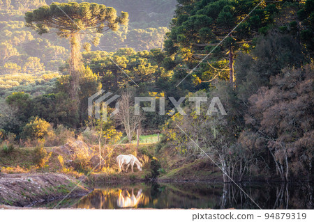 Lonely horse at lake, Rio Grande do Sul pampa landscape - Southern Brazil Lonely horse at lake, Rio Grande do Sul pampa landscape - Southern Brazil 94879319