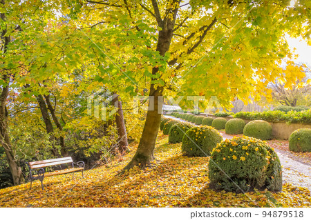 Maple trees in Alps at golden autumn, Karwendel mountains near Innsbruck, Tyrol Maple trees in Alps at golden autumn, Karwendel mountains near Innsbruck, Tyrol 94879518