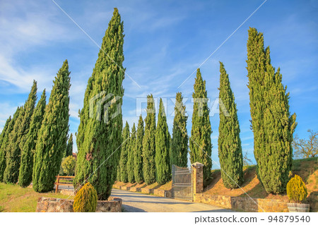 Landscape in Tuscany with italian cypresses in the background 94879540