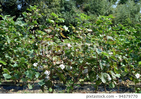 Cotton Flower Cotton Flower 94879770