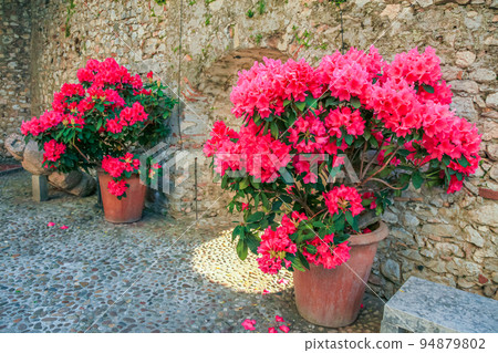Idyllic public park with roses at springtime in Malcesine, Lake Garda, Italy Idyllic public park with roses at springtime in Malcesine, Lake Garda, Italy 94879802
