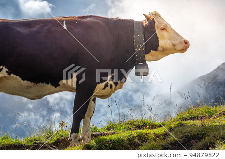 Swiss brown cow in the alpine landscape, Gran Paradiso, Northern Italy Swiss brown cow in the alpine landscape, Gran Paradiso, Northern Italy 94879822
