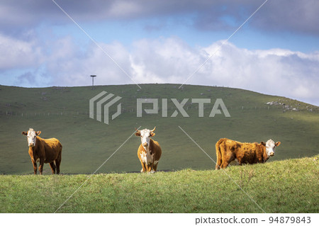 Cows grazing at sunset, Rio Grande do Sul pampa - Southern Brazil Cows grazing at sunset, Rio Grande do Sul pampa - Southern Brazil 94879843