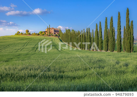 Landscape in Tuscany with italian cypresses in the background 94879893