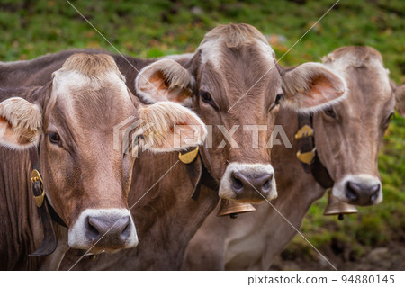 Swiss cows in the alpine landscape, Gran Paradiso, Northern Italy 94880145