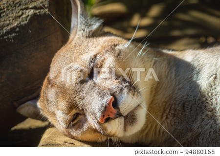 Panther, majestic feline sleeping in Pantanal, Brazil Panther, majestic feline sleeping in Pantanal, Brazil 94880168