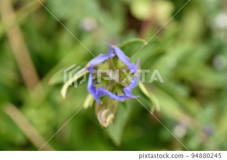 Gentian flowers 94880245