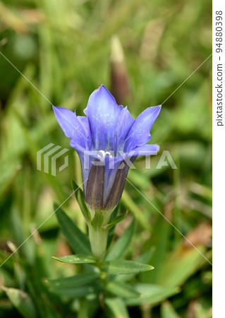 Cotton Flower 94880398