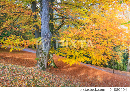 Maple trees in Alps at golden autumn, Karwendel mountains near Innsbruck, Tyrol Maple trees in Alps at golden autumn, Karwendel mountains near Innsbruck, Tyrol 94880404