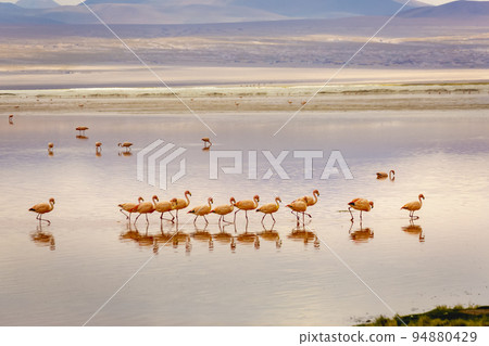 Chilean flamingos and Laguna Colorada, Red Lagoon, in Altiplano of Bolivia Chilean flamingos and Laguna Colorada, Red Lagoon, in Altiplano of Bolivia 94880429
