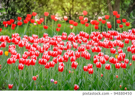 Field of Tulips in bloom at colorful springtime in Amsterdan, Netherlands Field of Tulips in bloom at colorful springtime in Amsterdan, Netherlands 94880450