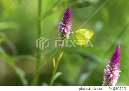 Geese Geese 94880525