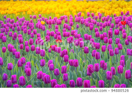 Field of Tulips in bloom at colorful springtime in Amsterdan, Netherlands 94880526
