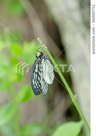  Red-faced red turtle 94880752