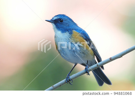 Ruribitaki (male) 94881068