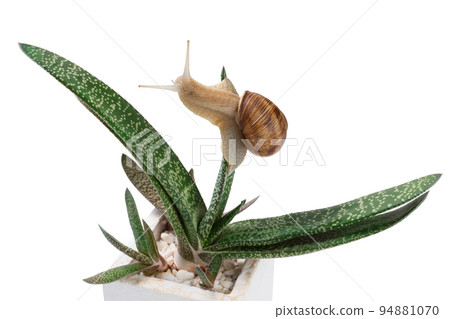 A large snail crawls on a green aloe plant, on a white background 94881070