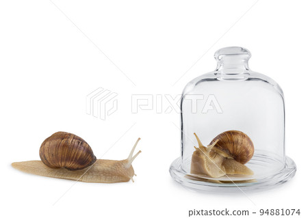 One snail sits under a glass flask, another snail is free, concept, on a white background One snail sits under a glass flask, another snail is free, concept, on a white background 94881074