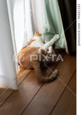 貓玩窗簾棕虎白 94881183