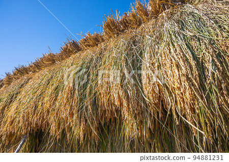 Sun-dried rice Sayaka Kaze Sun-dried rice Sayaka Kaze 94881231