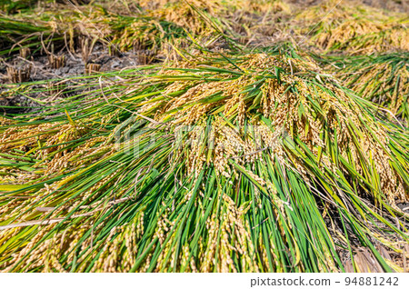 Rice after harvest 94881242