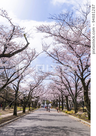 Scenery of Fuchu no Mori Park "Flower Promenade" with cherry blossoms 94881287