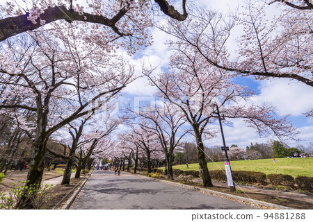 Scenery of Fuchu no Mori Park "Flower Promenade" with cherry blossoms Scenery of Fuchu no Mori Park "Flower Promenade" with cherry blossoms 94881288