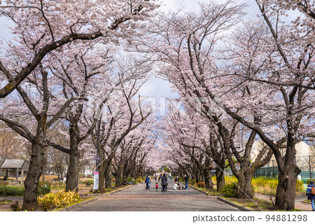 府中之森公園“鮮花大道”的櫻花景色 府中之森公園“鮮花大道”的櫻花景色 94881298