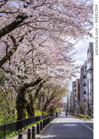 Cherry blossoms in full bloom on the promenade of the wind in Mitaka City, Tokyo 94881304