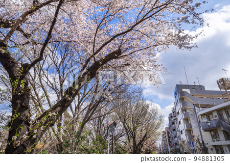 Cherry blossoms in full bloom on the promenade of the wind in Mitaka City, Tokyo 94881305