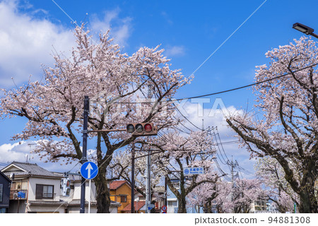 東京武藏野市清溪街上的櫻花 94881308