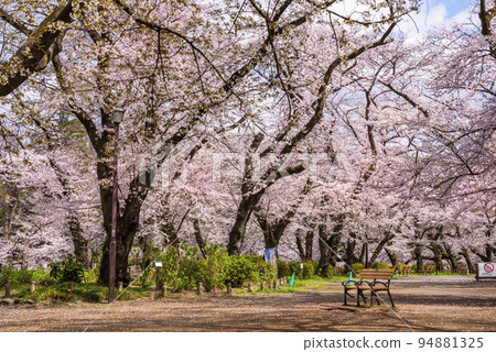 An unmanned bench standing in the open space of Inokashira Onshi Park with cherry blossoms in full bloom 94881325