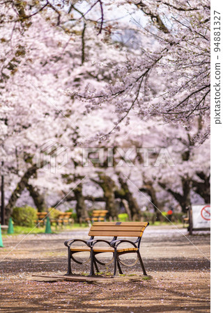An unmanned bench standing in the open space of Inokashira Onshi Park with cherry blossoms in full bloom An unmanned bench standing in the open space of Inokashira Onshi Park with cherry blossoms in full bloom 94881327