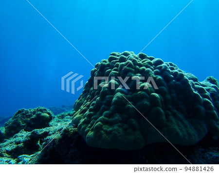 Rugged rock-like coral and sunlight 94881426