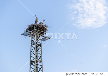 Pair of storks in a nest on a steel pole in the evening Pair of storks in a nest on a steel pole in the evening 94881540