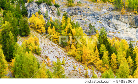 Autumn forest as a background. A view of the natural landscape in the mountains. Pine trees. Autumn forest as a background. A view of the natural landscape in the mountains. Pine trees. 94882007