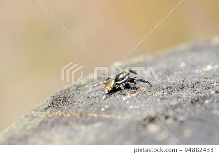 Jumping spider Jumping spider 94882433