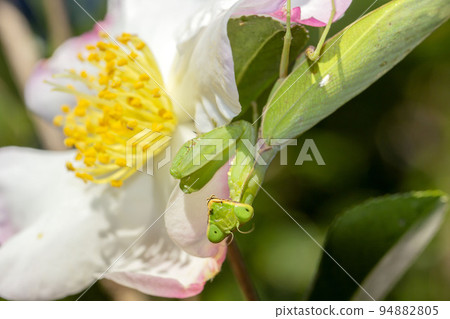 White-tailed Mantis 94882805