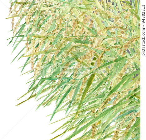 收穫時的稻穗，白色背景，透明背景，背景材料，水彩 94882813