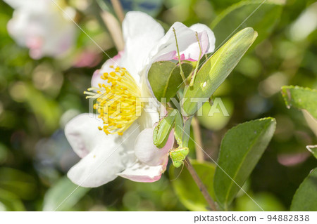 White-tailed Mantis 94882838