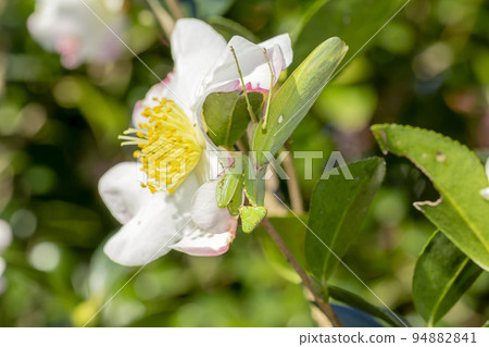 White-tailed Mantis White-tailed Mantis 94882841