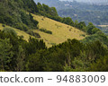 Slopes of Box Hill Surrey during 2022 Drought 94883009