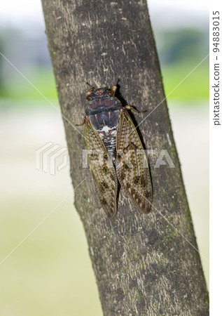 Brown cicada Brown cicada 94883015