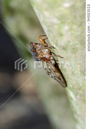 阿巴扎米 94883018