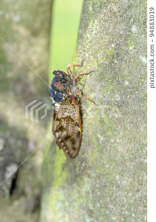 阿巴扎米 94883019