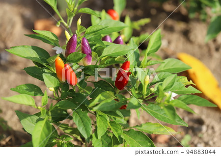 Colorful capsicum fruit growing in an autumn park in Japan 94883044