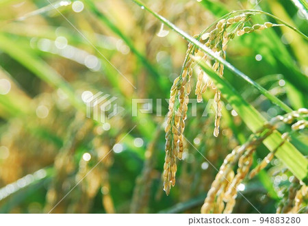 Rice ear wet in morning dew Rice ear wet in morning dew 94883280