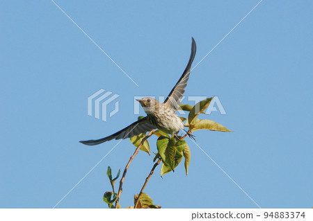 Ezobitaki that stopped by on the way to the south 94883374