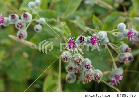 Arctium lappa commonly called greater burdock. Blooming burdock flowers on natural plant background Arctium lappa commonly called greater burdock. Blooming burdock flowers on natural plant background 94883489