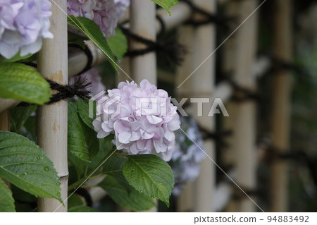 Arao City, Birthplace of the Miyazaki Brothers, Hydrangea, Arao City, Birthplace of the Miyazaki Brothers, Hydrangea, 94883492