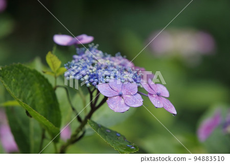 Arao City, Birthplace of the Miyazaki Brothers, Hydrangea, Arao City, Birthplace of the Miyazaki Brothers, Hydrangea, 94883510